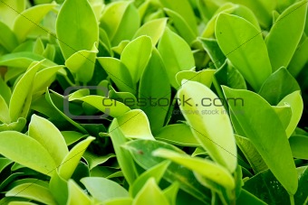 Lush green plant