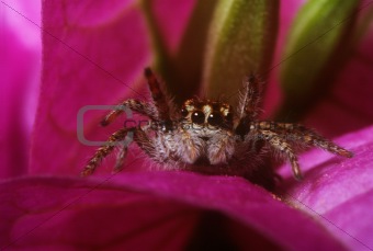smiles jumping spider