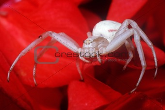 white crab spider