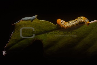 worm on the leaf