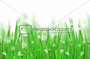 beautiful fresh grass and light reflect for background