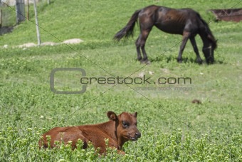 calf and horse on the grassland