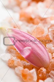 Pink daisy petal