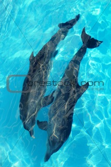 dolphins couple top high angle view turquoise water
