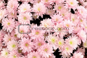 Many beautiful pink chrysanthemums, autumn bouquet, close-up