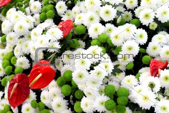 Multicolor background made of different flowers 
