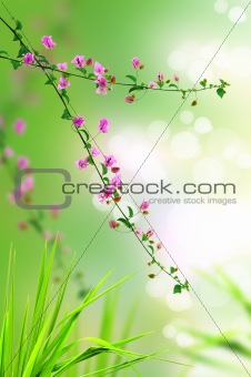 pink floral and fresh grass with light reflect in morning