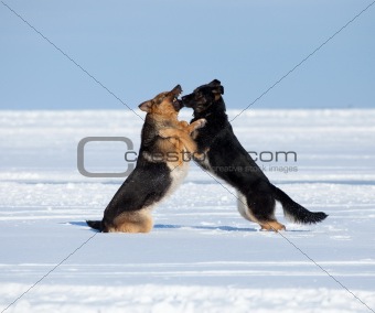 two fighting sheep-dogs