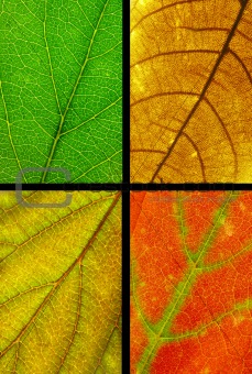 four color leaf texture