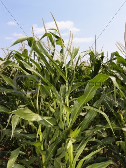 Corn crop field.
