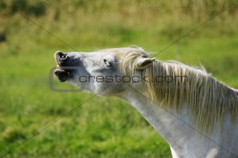 Funny horse