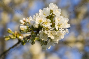 flowered tree