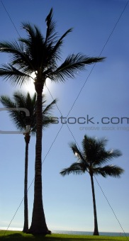 3 palm trees at the beach