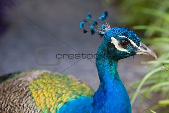 Blue peacok