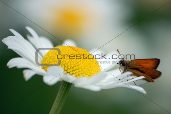 Moth on flower