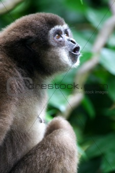 White Handed Gibbon