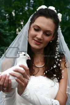 The bride holds in hands of the white pigeon