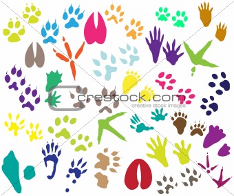 Collection of shoeprint, footprint, animal and bird trails