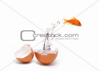 Fish and egg