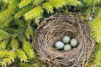 Detail of blackbird eggs in nest
