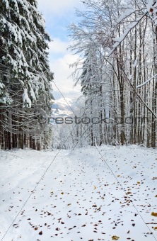 First winter snow and last autumn leafs in forest