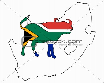 South Africa buffalo 