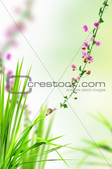 snail on the fresh grass with pink floral