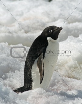 Adelie Penguin 5