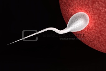 Human sperm