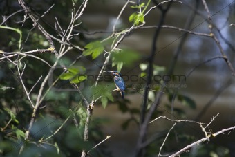 kingfisher among green branches
