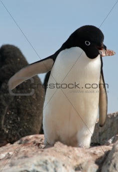 Adelie Penguin 8