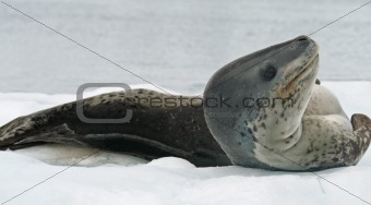 Leopard Seal 5