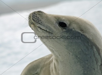 Crabeater Seal 8