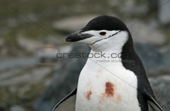 Chinstrap penguin 5