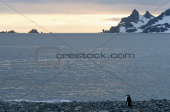 Penguin in Half Moon Bay