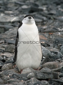 Chinstrap penguin 17