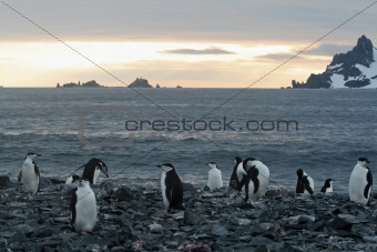 Chinstrap penguins on beach