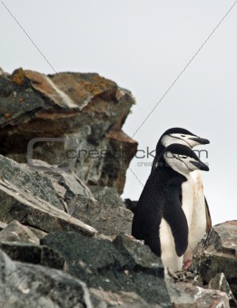 Chinstrap penguin 26