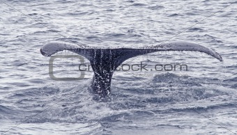 Humpback whale tail 3