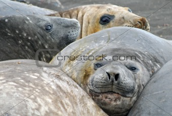 Elephant seals 4