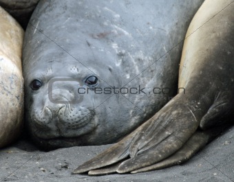 Elephant seals 5