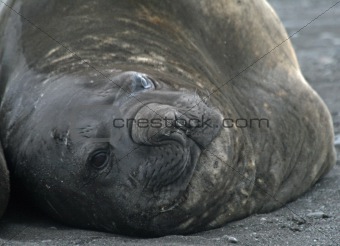 Elephant seal 10