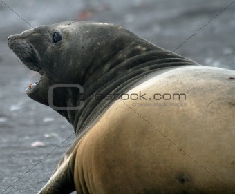 Elephant seal 12