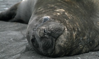 Elephant seal 13