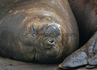Elephant seal 18