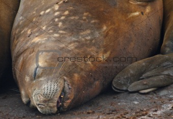 Elephant seal 20