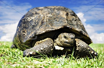 Mature tortoise walking on grass