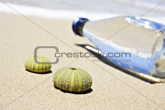 Beach scene with two dead sea urchin shells and a bottle of water