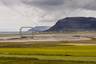 Green meadow Vestfjord - Iceland