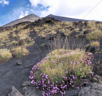 Flowers at the foot of the volcano 
